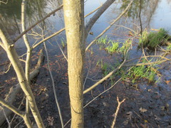 Callirhytis quercuscornigera