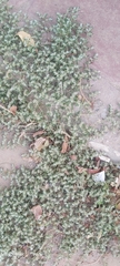 Magnoliopsida