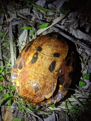 Trachemys scripta scripta