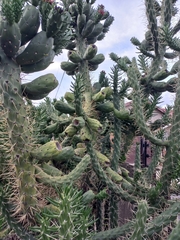 Austrocylindropuntia