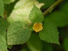 Sida cordata
