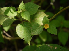Sida cordata
