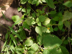 Sida cordata