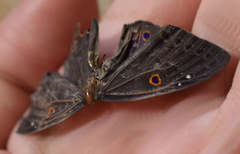Eurybia molochina