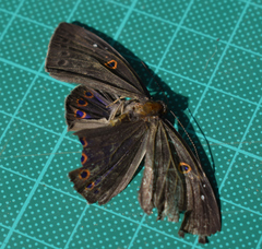 Eurybia molochina