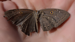 Eurybia molochina