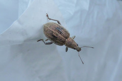 Sciaphobus squalidus