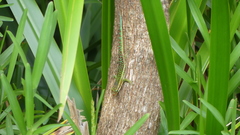Phelsuma borbonica