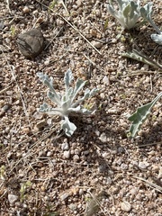 Baileya pleniradiata