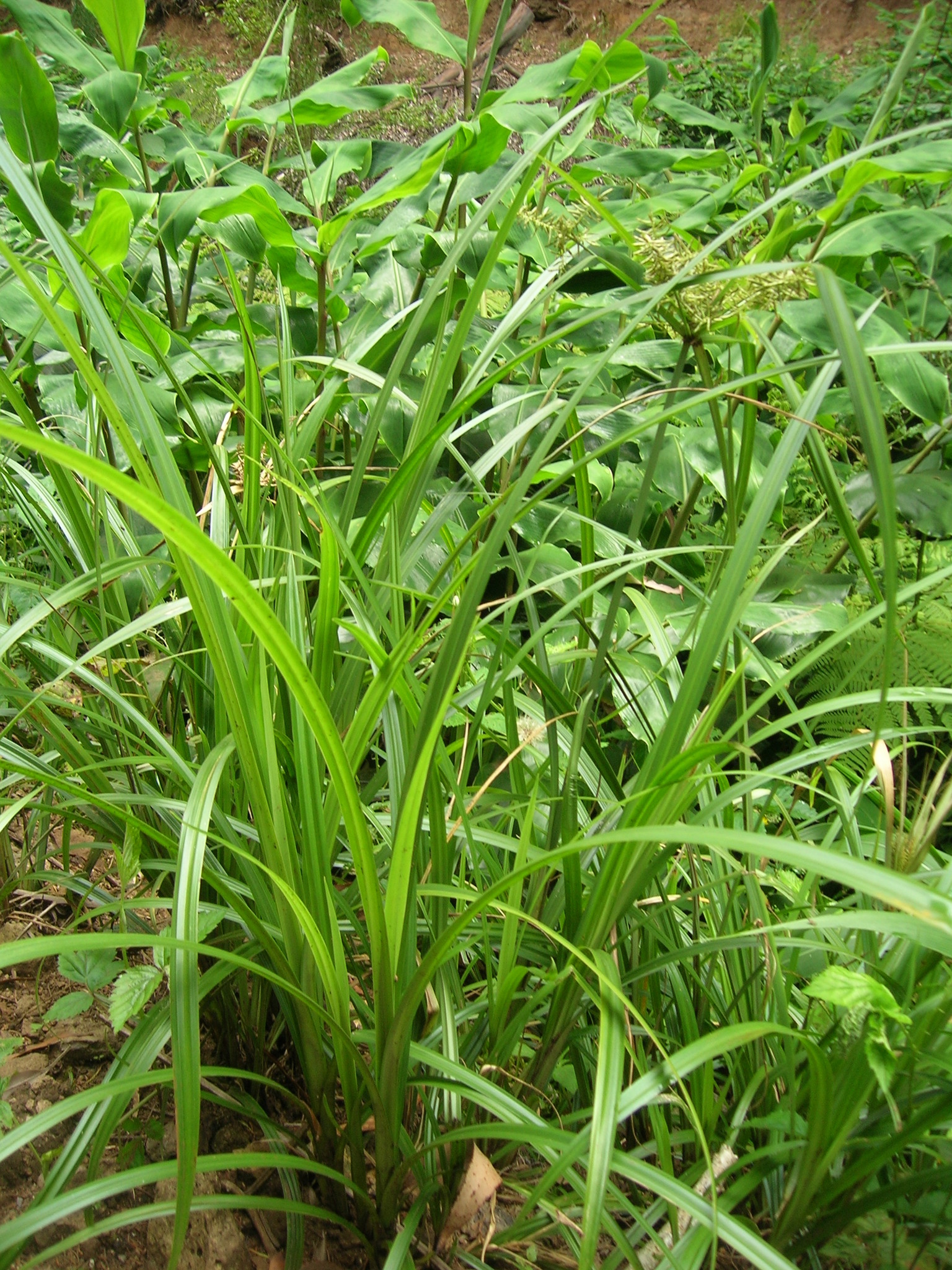 Cyperus hypochlorus