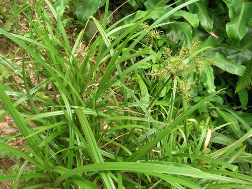 Cyperus hypochlorus