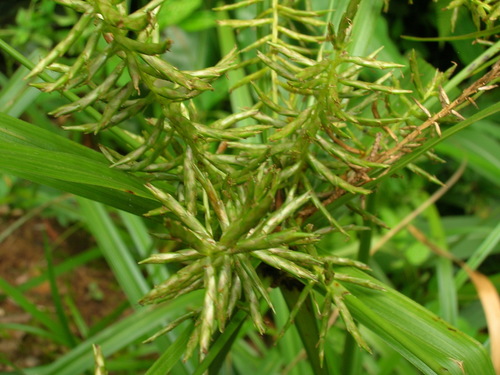 Cyperus hypochlorus
