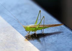 Conocephalus semivittatus