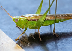 Conocephalus semivittatus