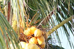 Brotogeris versicolurus