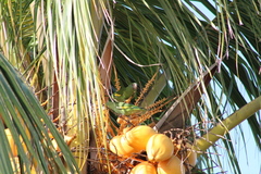 Brotogeris versicolurus