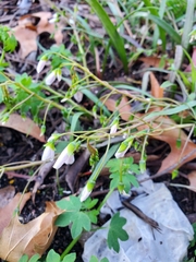 Claytonia virginica
