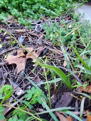 Claytonia virginica