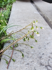 Claytonia virginica