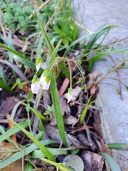 Claytonia virginica