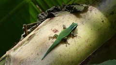 Phelsuma inexpectata