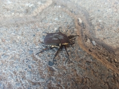 Allorrhina menetriesi