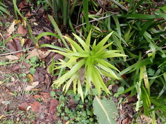 Lilium longiflorum scabrum