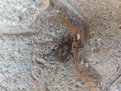 Allorrhina menetriesi