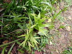 Lilium longiflorum scabrum