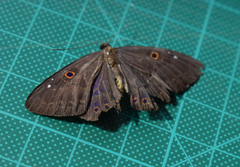 Eurybia molochina