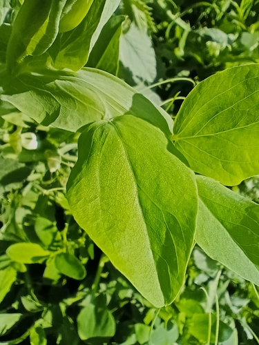 Lathyrus ochrus image