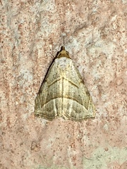 Oxycilla mitographa