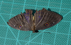 Eurybia molochina