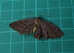 Eurybia molochina