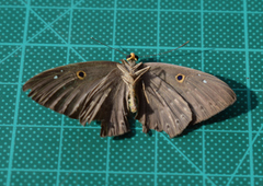 Eurybia molochina
