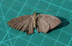 Eurybia molochina