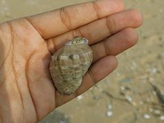 Purpura bufo