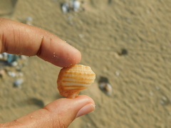 Tonnoidea
