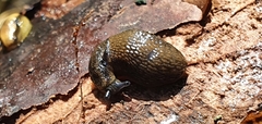 Arion distinctus