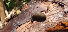 Arion distinctus