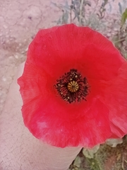 Papaver rhoeas image