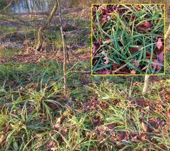 Carex morrowii