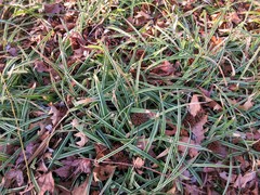 Carex morrowii