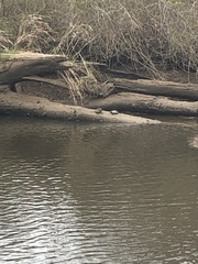 Chrysemys picta picta