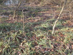 Carex morrowii