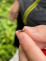 Trigonidium cicindeloides