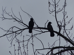 Corvus corone