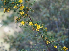 Hypericum revolutum revolutum