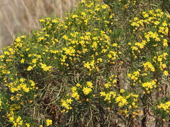 Euryops arabicus