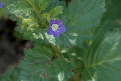 Phacelia viscida